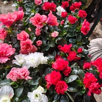 Rhododendron simsii (Стайна азалия)