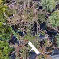 Juniperus horizontalis Andorra Compacta