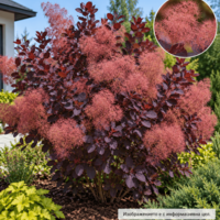 Cotinus coggygria ‘Royal Purple’