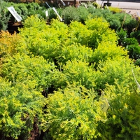 Thuja occidentalis 'Rheingold'