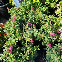 Buddleja mini (Компактна будлея)