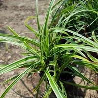 Carex morrowii (Японска острица)