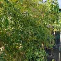 Acer palmatum 'Viridis green'