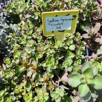 Sedum spurium 'Tricolor'