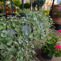 Dichondra (Дихондра)