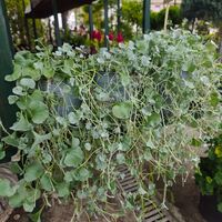 Dichondra (Дихондра)