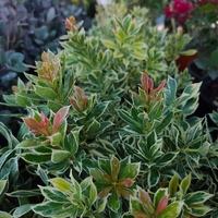 Pieris japonica ‘Little Frosty’