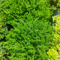Sedum sexangulare (Шестореден седум)