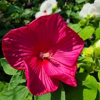 Hibiscus moscheutos 'Luna'