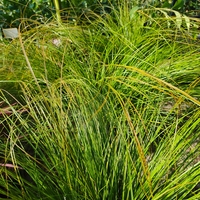 Carex testacea ‘Prairie Fire’