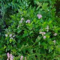 Spirаеа japonica Little Princess