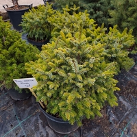 Picea omorika Nana