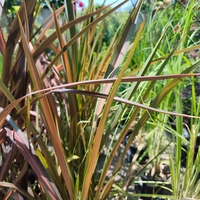 Phormium 'Jester'