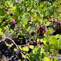 Ribes uva-crispa (Цариградско грозде)