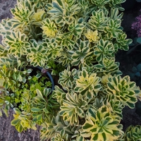 Sedum 'The Edge'