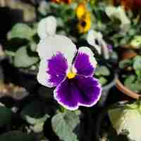 Viola × wittrockiana (Градинска теменужка)