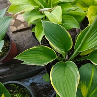 Hosta