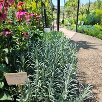 Lavandula × intermedia 'Sensational'