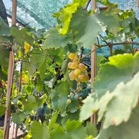 Vitis vinifera (Десертно грозде)