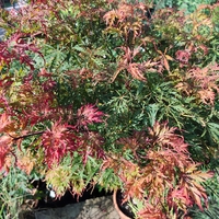 Acer palmatum ‘Heartbeat Red’