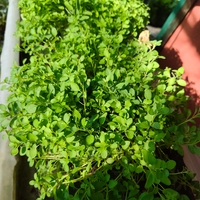 Origanum vulgare ( риган )