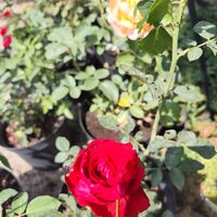 Rosa (Храстовидна роза) МИКС