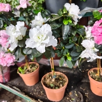 Rhododendron simsii – щамбова форма (Стайна азалия – мини дръвче)