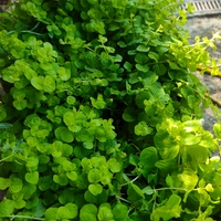 Lysimachia nummularia (Лизимахия)