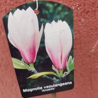 Magnolia soulangeana Amabilis