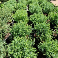 Thuja occidentalis ‘Mr. Bowling Ball’