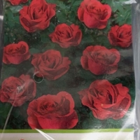 Увивна роза на гол корен