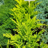 Juniperus × media 'King of Spring'