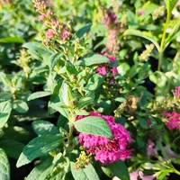 Buddleja mini (Компактна будлея)