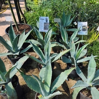 Agave (Агаве)