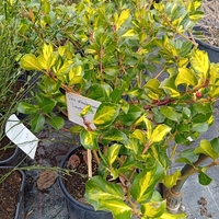 Ilex altaclerensis Lawsoniana