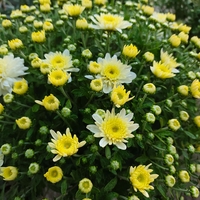 Chrysanthemum × morifolium (Градинска хризантема)