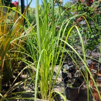 Cortaderia selloana (Пампаска трева)