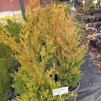 Cupressocyparis leylandii Gold rider