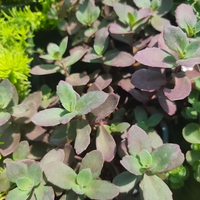 Sedum 'Firecracker'