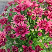 Chrysanthemum × morifolium (Градинска хризантема)
