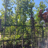 Prunus serrulata 'Kanzan' (Японска декоративна вишна 'Kanzan')