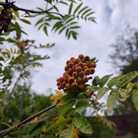 Sorbus aucuparia (Офика)