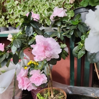 Rhododendron simsii – щамбова форма (Стайна азалия – мини дръвче)