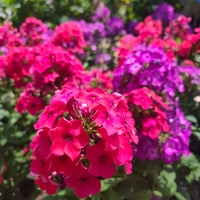 Phlox paniculata (Градински флокс)