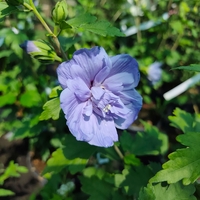Hibiscus syriacus (Градински хибискус)
