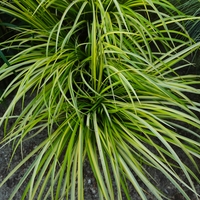 Acorus gramineus ‘Ogon’