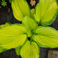 Hosta