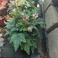 Tiarella 'Angel Wings'