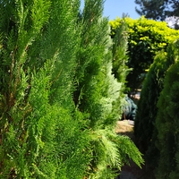Thuja orientalis 'Pyramidalis' (Източна туя 'Pyramidalis')