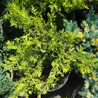 Juniperus media Old Gold